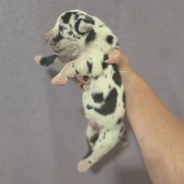 Eclipse - Harlequin male Great Dane puppy in Metomen, Wisconsin from Arpin Great Danes