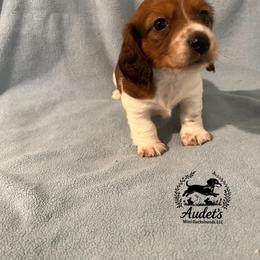 Oakley shade red piebald longhair - Piebald male Dachshund puppy in East Dover, Vermont from Audet’s Mini Dachshunds