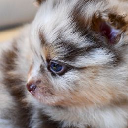 Girl 2 - Chocolate merle Pomeranian puppy in Jamestown, California from Park Avenue Poms
