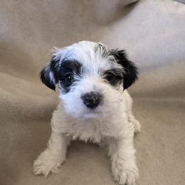 Snoopy - Parti male Yorkshire Terrier puppy in Goode, Virginia from Glass Hill Yorkies