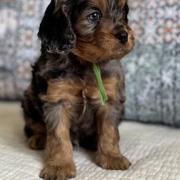 Kayce - Merle male Cavapoo puppy in Beckley, West Virginia from Autumn Poodles/Doodles