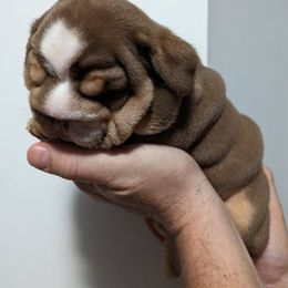 Girl 3 - Bulldog puppy in Newark Valley, New York from T&M Bulldogs
