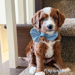 Green Male - Red  male Goldendoodle puppy in Springville, Utah from JW Doodles