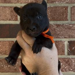 Female 4 - Black brindle female Dutch Shepherd puppy in Fayetteville, North Carolina from Iron Sight K9s