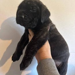 Mastiff Puppies from Bowtied Lickers