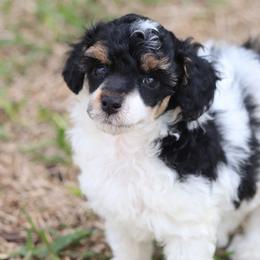 Parti Tricolore - Parti male Poodle puppy in Jacksonville, Florida from Lolo’s Aussiedoodle