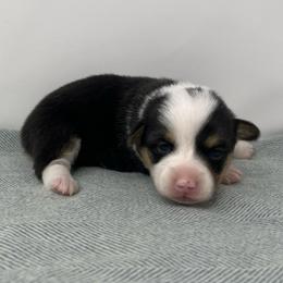 Robin - Black and tan female Pembroke Welsh Corgi puppy in Waco, Texas from The Comma Corgis