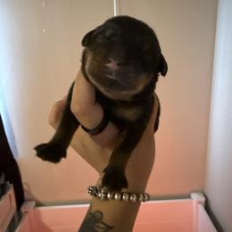 Girl 2 - Black and mahogany female Rottweiler puppy in Cleveland, Texas from Vom Haus Fantasy Rottweiler Kennel