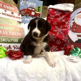 Border Collie and Jack Russell Terrier Puppies from CP FARMS BORDER COLLIES N JACKS CORP