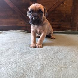 Cane Corso Puppies from Cowan Farms