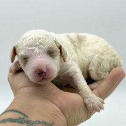 Ham - Parti male Poodle puppy in Greeneville, Tennessee from Smokey Mountain Sheepadoodles