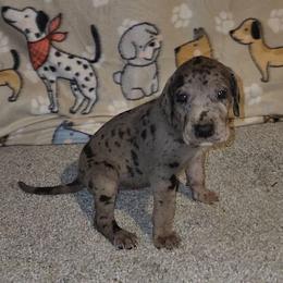 Nova - Merle female Great Dane puppy in Walker, Louisiana from La Rebel Danes