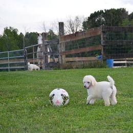 Poodle Puppies from D and D Standard Poodles