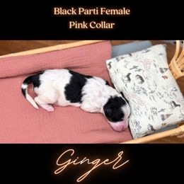 Bernedoodle Puppies from Teddy Bear Bernedoodles