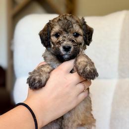Larry - Sable male Goldendoodle puppy in Twin Falls, Idaho from Burrow & Bone