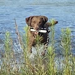 Sadie - Chesapeake Bay Retriever
