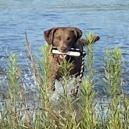 Sadie - Chesapeake Bay Retriever