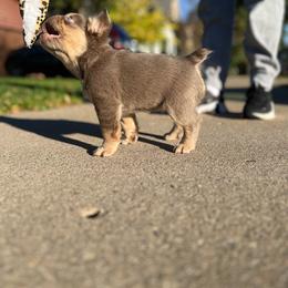 Bella - Tricolors female French Bulldog puppy in Minneapolis, Minnesota from Flyazz Frenchies Kennels
