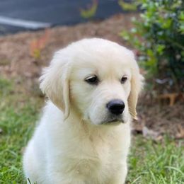 Golden Retrievers from CHRIS Ti English Style Golden’s