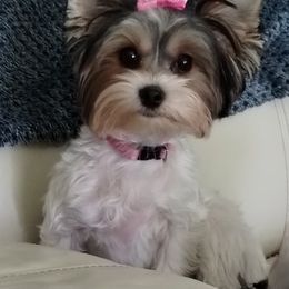 Yorkshire Terrier Puppies from Barb's Luvayorkie