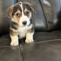 Lime - Black and tan male Pembroke Welsh Corgi puppy in Dobson, North Carolina from Clover S Farm