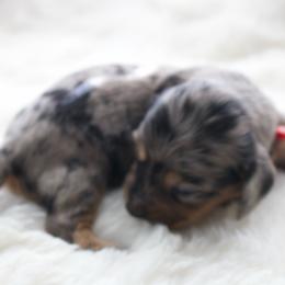 Ron - Dapple male Dachshund puppy in Morrow, Ohio from Courtney’s Colorful Doxies
