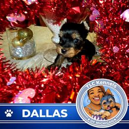 DALLAS - Blue and gold male Yorkshire Terrier puppy in Eastpointe, Michigan from TLC Kennels TenderLittleCuties