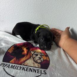 Boy 6 - Black male Cane Corso puppy in Perris, California from P1 Family Canines