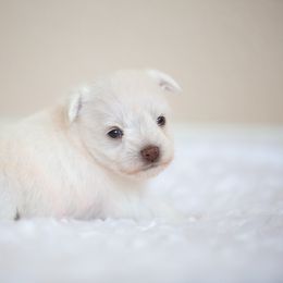 Miniature Schnauzer Puppies from Schnauzah