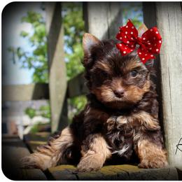 Arabella - Chocolate and tan female Yorkshire Terrier puppy in Warren, Michigan from Danielle's Yorkie Babies
