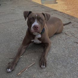 Sequoia - American Pit Bull Terrier