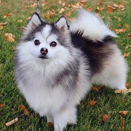 Haize - Pomsky