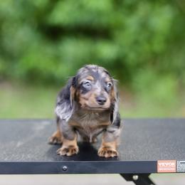 Dachshund Puppies from EntityDachs