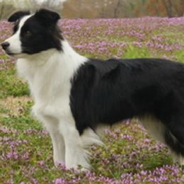 Border Collie, Boston Terrier, and Cairn Terrier All Grown Up from Stoneridge kennel