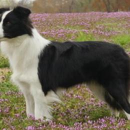 Border Collie, Boston Terrier, and Cairn Terrier All Grown Up from Stoneridge kennel