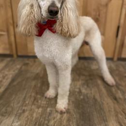 Cavapoo, Goldendoodle, and Poodle All Grown Up from Pearls & Curls doodles & poodles