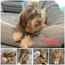 Iris - Havanese