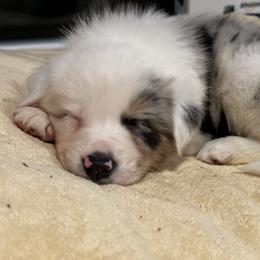 Garth - Blue merle Border Collie puppy in Knoxville, Tennessee from Riverside Ranch Border Collies