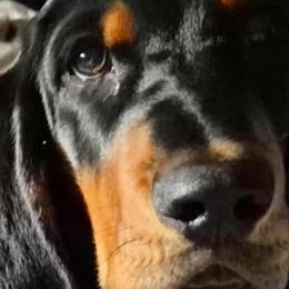 Basset Hounds from B-Town Basset Hounds