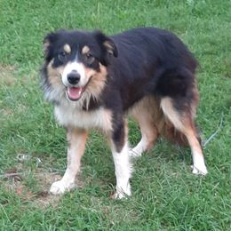 Bear - Border Collie