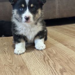 Pembroke Welsh Corgi All Grown Up from Newton Hay & Cattle