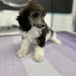 Boy 2 - Brindle male Poodle puppy in Parker, Colorado from Pawsh K9’s