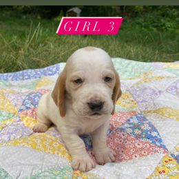 SOLD - Basset Hound puppy in New York from Lil Family Farm
