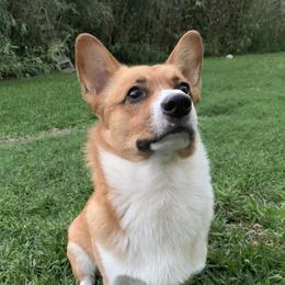 Tampico - Pembroke Welsh Corgi