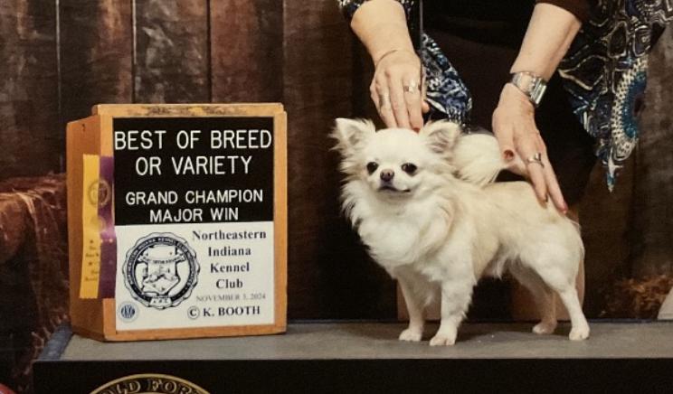 GCH Jaguar