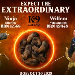 Belgian Malinois and Dutch Shepherds from k9defend