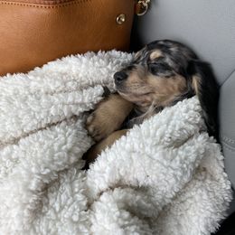 Dachshund Puppies from Long Dog Farm