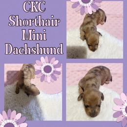 CKC Red Dapple shorthaired miniature - Red female Dachshund puppy in Canyon Lake, Texas from M&Ms Dachshunds of Central Texas