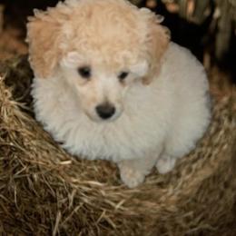 Bluey's - Apricot male Poodle puppy in Port Saint Lucie, Florida from Abbott Standard Poodles