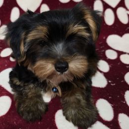 Caleb - Black and tan male Yorkshire Terrier puppy in Aiken, South Carolina from Yorkshires Yorkies